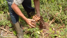 Video sobre el proyecto turístico modelo en el aprovechamiento de los recursos naturales denomina...
