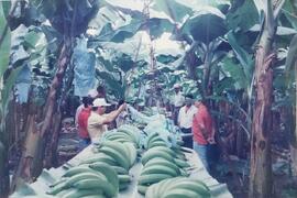 Fotografías de personal revisando la fruta en plantaciones bananeras