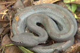 Video sobre la Reserva Biológica Tirimbina, ubicada en La Virgen de Sarapiquí