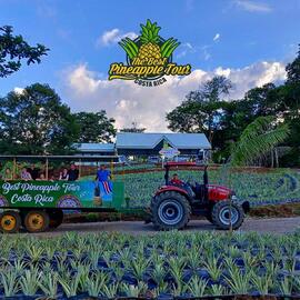 Fotografía The best pineaple tour Costa Rica,  cantón Río Cuarto de la provincia de Alajuela
