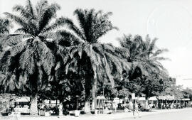 Fotografías con imágenes del Parque de Pérez Zeledón de noroeste a suroeste y de oeste a este San...