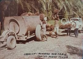 Fotografía de un trailer con la cosecha de malayo, dos hombres cargando la cosecha al carro y otr...