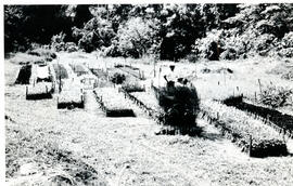 Fotografía del Centro Agrícola Cantonal de Acosta. Vivero San José