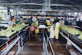 Fotografías de personal en planta empacadora de banano