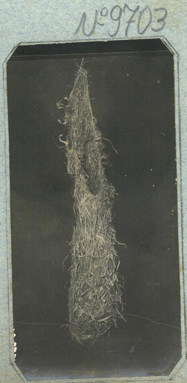 009703.jpg