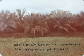 Fotografía de plantación de palma oleifera donde existe deficiencia genética comparada con defici...