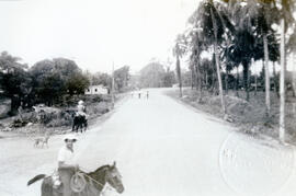 Fotografía de diferentes lugares de la ciudad de Guácimo, Limón. Se observa parte de un camino ve...