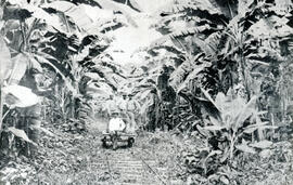 Fotografía de una plantación de bananos atravesada por ferrocarril y situada en río Banano. Se ob...