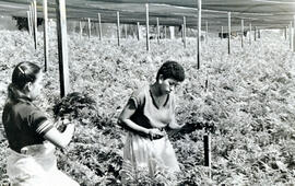 Fotografía de mujeres que trabajan en el cultivo de helechosSan José