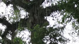 Video titulado Costa Rica es un viaje: Sarapiquí es Naturaleza