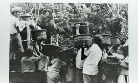 Fotografía de personas entregando el café cosechado