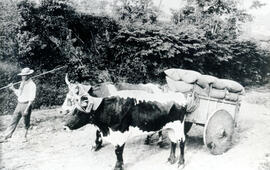Fotografía de una carreta con su bueyes y su peón, transportando café, está era de forma como se ...