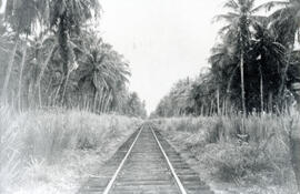 Fotografía de la línea ferroviaria entre las estaciones de Moín y Estrada, Perteneciente a la Cos...
