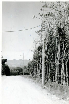 Fotografía de un camino vecinal en Los Àngeles de Santo Domingo de Heredia. Se observa alumbrado ...