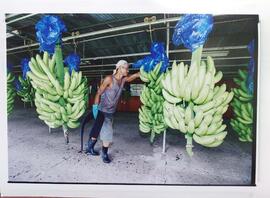 Fotografía de un trabajador realizando proceso de selección en una plantación bananera