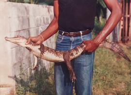 Fotografía de Earl Junie (Ministerio de Ambiente y Energía) sosteniendo a un cocodrilo pequeño, p...