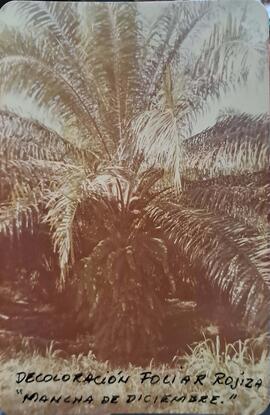 Fotografía de plantaciones - cosecha con malayo. Al frente se indica "decoloración foliar ro...
