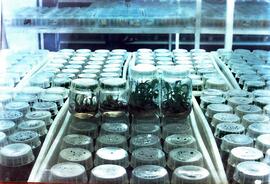 Fotografía de plantas en frascos del proyecto de propagación de plantas por cultivo in vitro