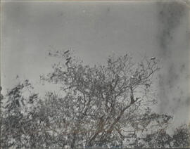 Fotografía estereoscópica de garzas en una islota del Río de las Cañas, Guanacaste. Esta Fotograf...
