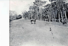Fotografía de la carretera de Heredia al cantón Santo Domingo y de ramal al distrito San Pablo, c...