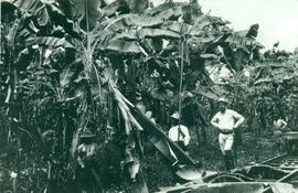 Fotografía de una plantación de banano. Se observan algunos peones negros cortando los racimos y ...