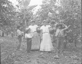 Negativo de un grupo de campesinos, en un cafetal. Costa Rica