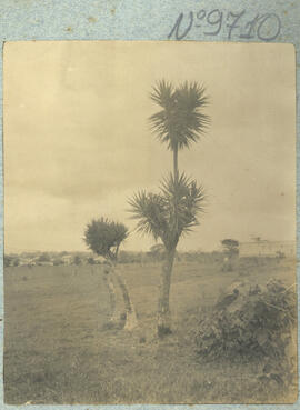 Fotografía en albun de unos árboles de itabos. Se observa el terreno y vista parcial del lugar.Co...