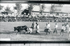 Fotografía con la imagen de la Plaza de toros y del Parque España frente a la fábrica Nacional de...
