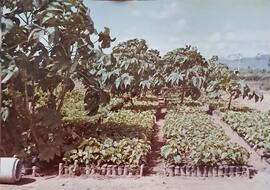 Fotografía del proyecto de diversificación agrícola, se aprecian árboles y muchas plantas para tr...
