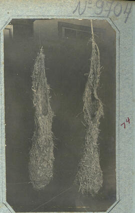 009704.jpg