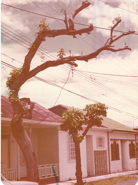 Fotografía de los árboles de corcho ubicados en el Barrio Aranjuéz, entre las avenidas 9-11 y 3, ...