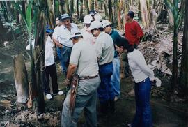 Fotografía de un grupo de personas yendo por una finca bananera conversando y observando diversas...