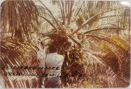 Fotografía de dos hombres revisando una palmera. Al frente se indica "E oleifera madre produ...