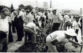 Fotografía de la siembra de árboles, tramo de la carretera del Estadio Nacional , se aprecia el e...