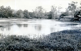 Fotografía de la laguna que pertenece al Centro Regional Universitario de Occidente, en San Ramón...