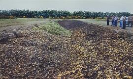 Fotografías de bananos desechados como tratamiento de desechos en plantaciones bananeras