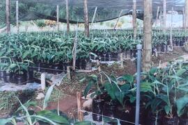 Fotografías de inicio de la floración de plantas origen in vitro