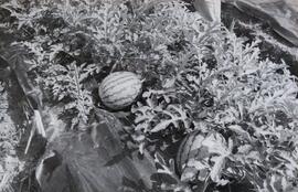 Fotografía de sandías del proyecto diversificación agrícola