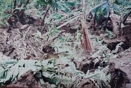 Fotografía de los daños en las plantaciones bananeras después del terremoto de Limón