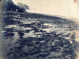 Fotografía de la playa en Punta Coyote, Península de Nicoya. Se observa el conglomerado de asfalt...