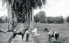 Fotografía de la entrada a la finca El Salvador en Guápiles. Se observan algunos trabajadores y a...