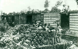 Fotografía de peones de una finca bananera, cargando el producto en un vagón de ferrocarril. Limón