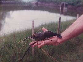 Fotografía de un langostino en la mano de una persona, estanque perteneciente a proyectos de ASBA...