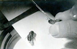 Fotografía de la inseminación artificial de abejas. Universidad de Costa Rica San José