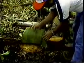 Video sobre producción bananera