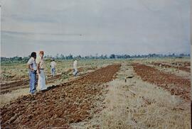 Fotografía de cuatro hombres en la plantación bananera observando la nueva siembra de plantas de ...