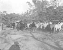 Negativo de un corral. Se observa gran cantidad de caballos y vista del lugar. Guanacaste