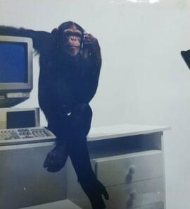 Fotografía de publicidad con chimpancé sentado en un escritorio junto a una computadora, cruzando...