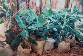 Fotografía de visita a finca plantas de banano