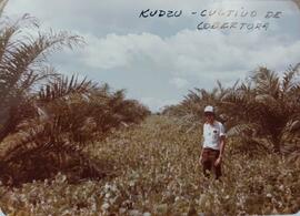 Fotografía de plantación de palma oleifera - Kudzu - cultivo de cobertura